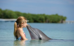 delfin