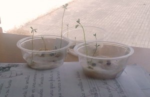 planta
