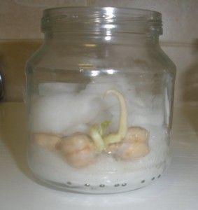 semilla