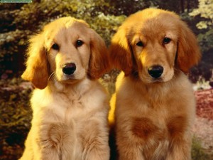 perros