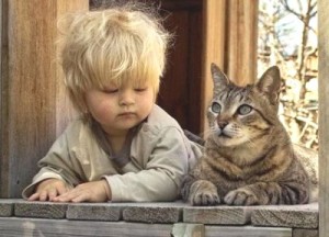 gato